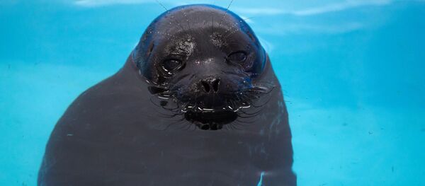 行進するアザラシの動画がネットユーザーを楽しませる【写真】 行進するアザラシの動画がネットユーザーを楽しませる【写真】 - Sputnik 日本