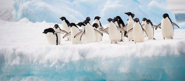 ぺんぎん ぺんぎん - Sputnik 日本