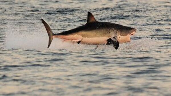 英国の若者2人が、欧州で最大のサメを捕まえる - Sputnik 日本