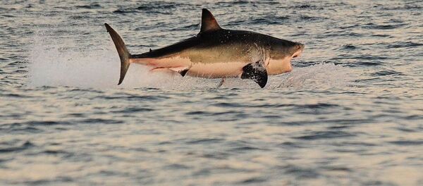 英国の若者2人が、欧州で最大のサメを捕まえる 英国の若者2人が、欧州で最大のサメを捕まえる - Sputnik 日本