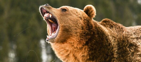 クマ クマ - Sputnik 日本