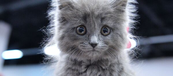 Кошка породы британская длинношерстная на международной выставке Кубок Валенсии - Весна в Москве Кошка породы британская длинношерстная на международной выставке Кубок Валенсии - Весна в Москве - Sputnik 日本