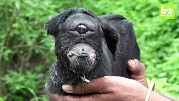 インドで一つ目のヤギが生まれる【動画】 - Sputnik 日本