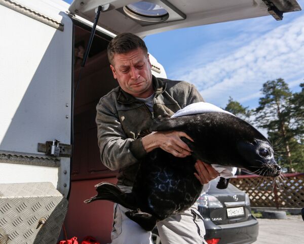 ラドガワモンアザラシのクロシクの輸送準備を行うペテルブルグ・ヴォドカナル海獣保護研究センターのヴャチェスラフ・アレクセエフ所長 - Sputnik 日本