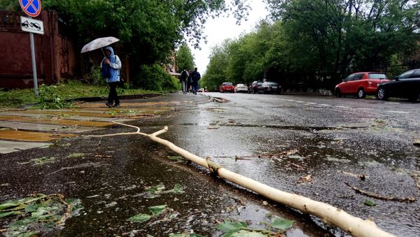 モスクワで嵐で倒れた木 - Sputnik 日本