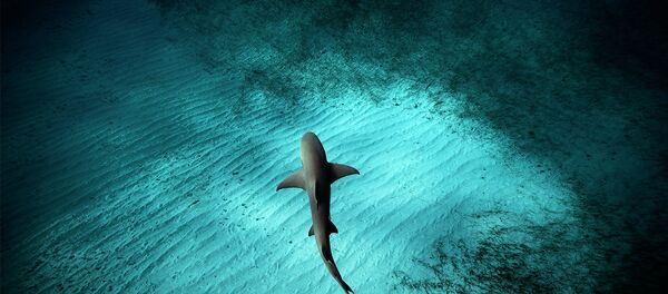 サメ サメ - Sputnik 日本