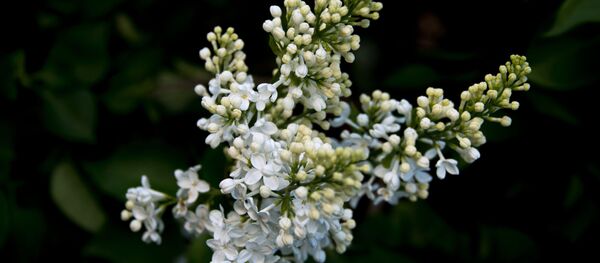 ライラック ライラック - Sputnik 日本