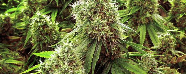 カナダ首相、１０月から大麻使用解禁と発表 - Sputnik 日本