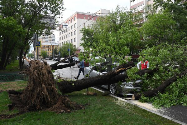 ハリケーンでなぎ倒された木。モスクワのある通りにて - Sputnik 日本