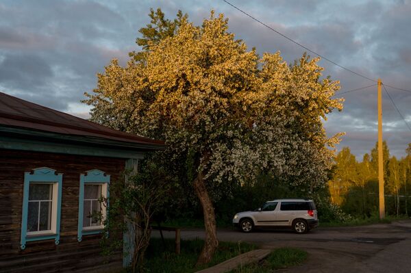 りんごの花咲き　オムスク州、タラ市 - Sputnik 日本
