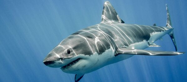 サメ - Sputnik 日本