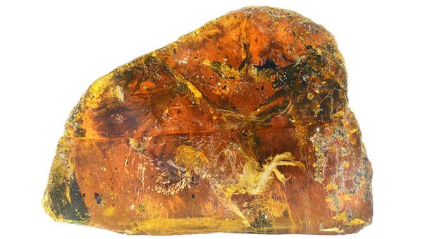 北京　琥珀の中で見つかった９９００万年前のひな鳥が公開される　【動画】 - Sputnik 日本