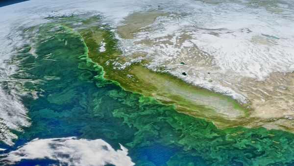 米西海岸での「ゾンビ藻類」大量発生の原因が明らかに - Sputnik 日本
