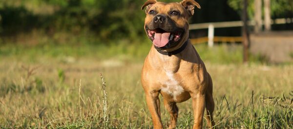 犬 - Sputnik 日本