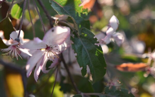 満開の桜を思い起こさせる「ロシア風の桜」はりんごの花 - Sputnik 日本