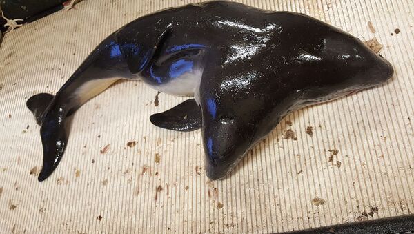 オランダの漁師たちが、頭が２つあるイルカを捕まえる - Sputnik 日本