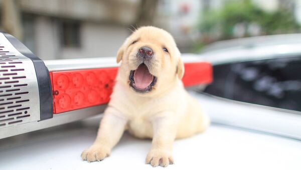 台湾警察、「新米の子犬」の可愛い写真を公開【写真】 - Sputnik 日本