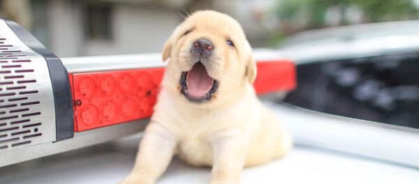 台湾警察、「新米の子犬」の可愛い写真を公開【写真】 台湾警察、「新米の子犬」の可愛い写真を公開【写真】 - Sputnik 日本