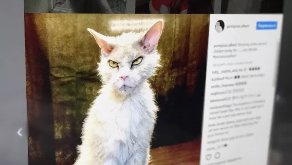 ネットのスター「Pompousな猫」のアルバートが、ホンダのプロモーションビデオに登場【動画】 ネットのスター「Pompousな猫」のアルバートが、ホンダのプロモーションビデオに登場【動画】 - Sputnik 日本