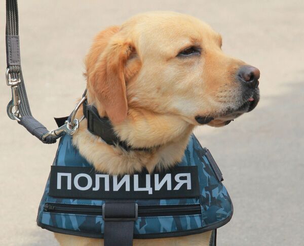 ロシア内務省で勤務中の犬 - Sputnik 日本
