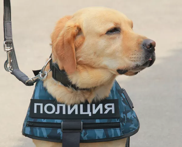ロシア内務省で勤務中の犬 ロシア内務省で勤務中の犬 - Sputnik 日本