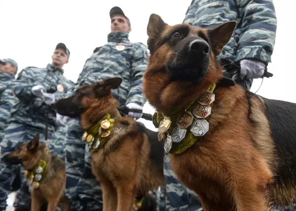 ロシア内務省で勤務中の犬 ロシア内務省で勤務中の犬 - Sputnik 日本