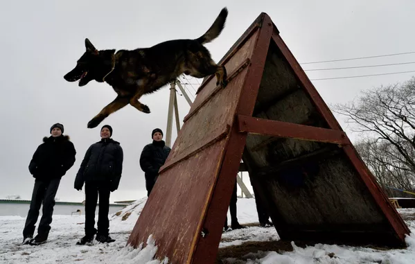 ロシア内務省で勤務中の犬 ロシア内務省で勤務中の犬 - Sputnik 日本