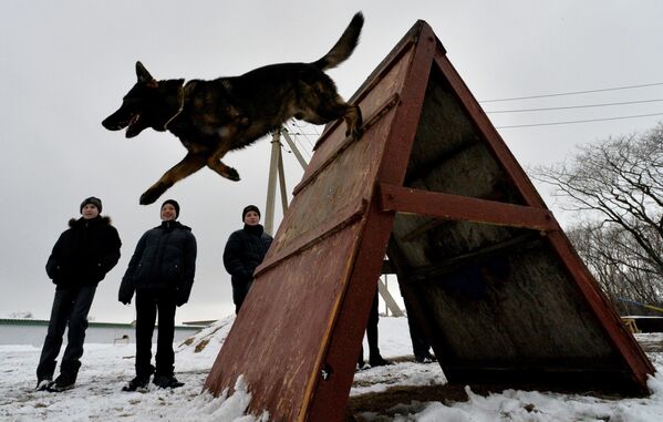 ロシア内務省で勤務中の犬 - Sputnik 日本