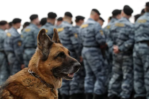 ロシア内務省で勤務中の犬 ロシア内務省で勤務中の犬 - Sputnik 日本