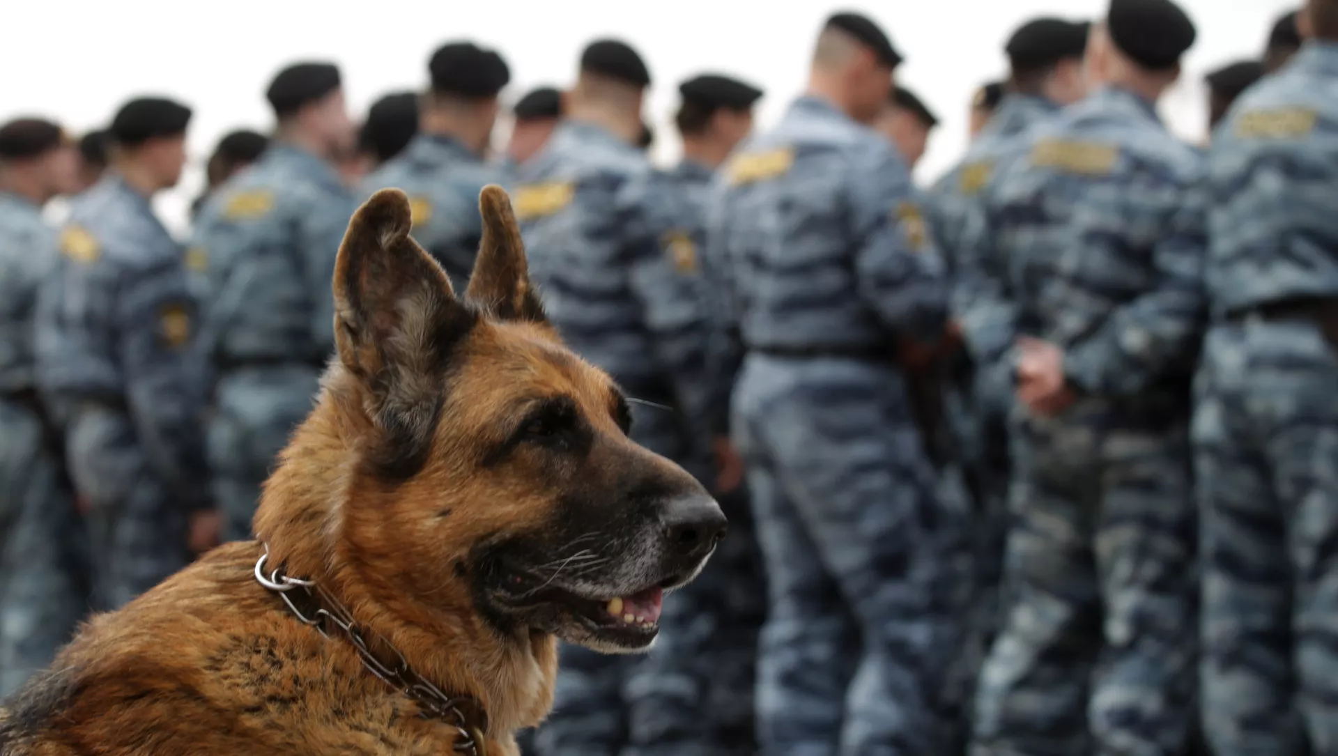 警察犬