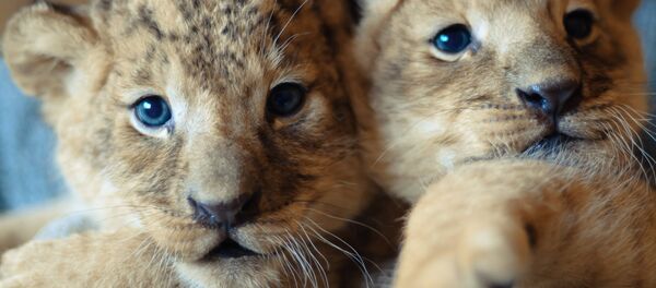 子ライオン - Sputnik 日本