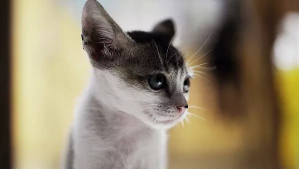 子猫 - Sputnik 日本
