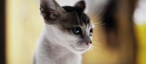 子猫 子猫 - Sputnik 日本