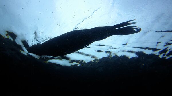巨大アザラシ　魚を狙って走行中のボートに飛び乗る【動画】 - Sputnik 日本