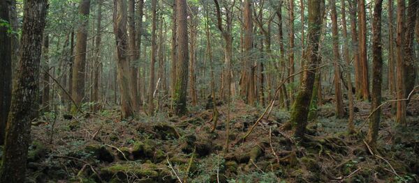 森 森 - Sputnik 日本