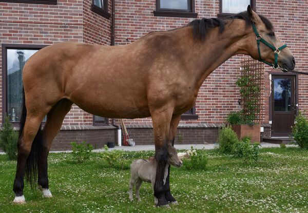レニングラード州の農場「イダリゴ」の子馬ガリバー。 - Sputnik 日本