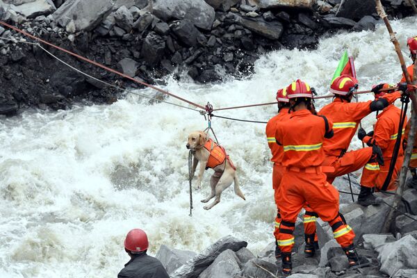 中国・四川省の地滑りの現場から犬を避難させる救助隊員たち。 - Sputnik 日本
