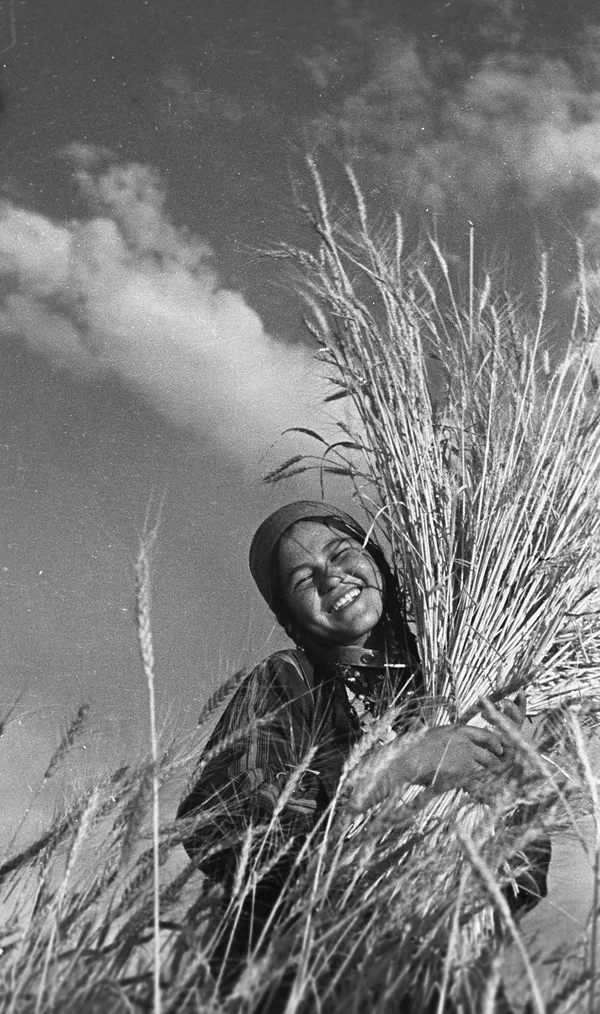 収穫。1939年 収穫。1939年 - Sputnik 日本