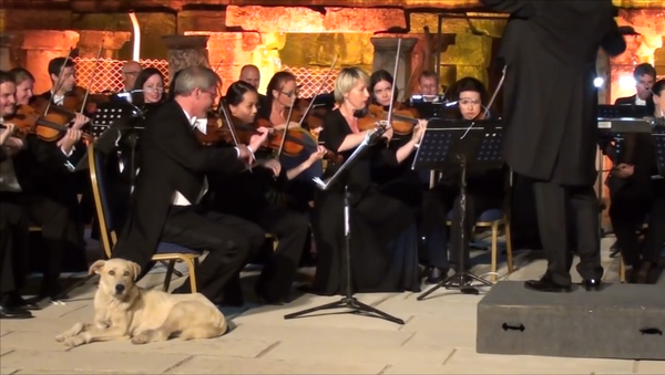 トルコでウィーン室内管弦楽団と一緒に犬が出演 - Sputnik 日本