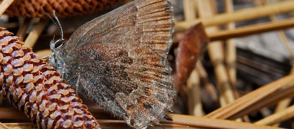 ＮＡＴＯの基地と珍しい蝶の関係とは？【写真】 - Sputnik 日本