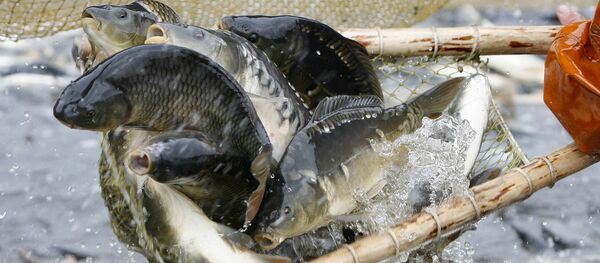 フランスの池から600キロの鯉が盗まれる フランスの池から600キロの鯉が盗まれる - Sputnik 日本