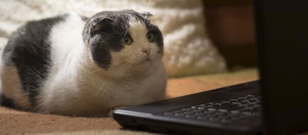 猫 猫 - Sputnik 日本