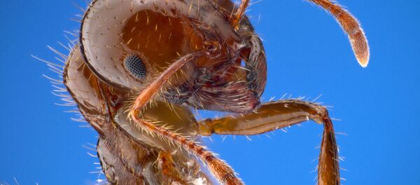 危険なヒアリが日本を襲う - Sputnik 日本