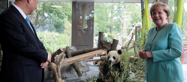 独中関係の蜜月　習氏とメルケル氏、緊密連携で合意【写真・動画】 - Sputnik 日本