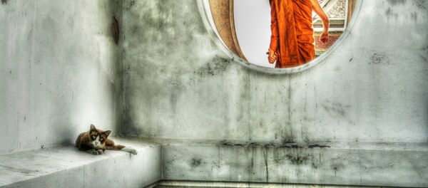 仏教を深く理解する猫 - Sputnik 日本