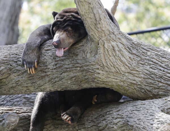 木の上で寝るマレー熊　米ネブラスカ州オマハの動物園で - Sputnik 日本