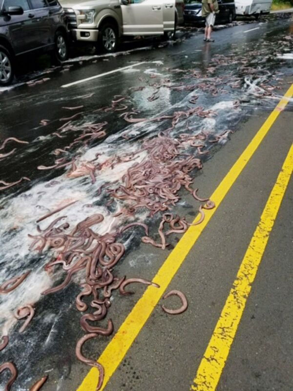 横転トラックから積荷ウナギが道路一面 現場はホラー映画のワンシーンに 横転トラックから積荷ウナギが道路一面 現場はホラー映画のワンシーンに - Sputnik 日本