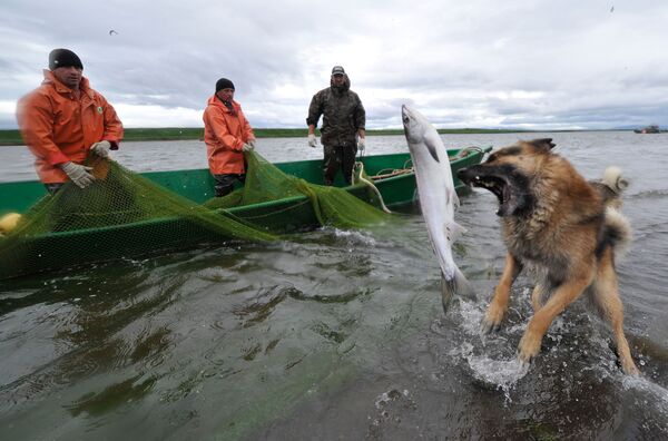 フィッシング - Sputnik 日本