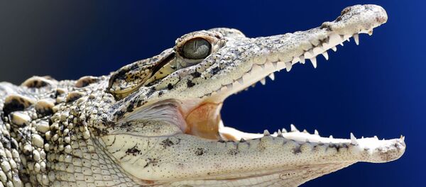 ハバナ国立公園、若いキューバワニ - Sputnik 日本