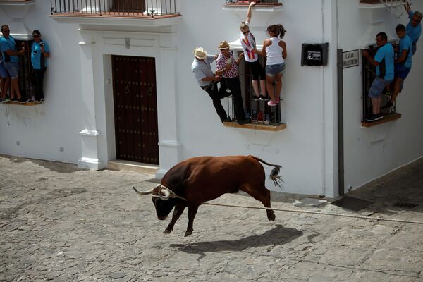 スペイン、グラザレマ市で毎年恒例の伝統行事「紐につないだ牡牛」 - Sputnik 日本